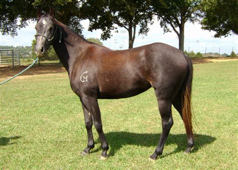 2014 Chocolate Rocky Mountain <b>Horse</b> Mare $5,600. . Horses for sale in mississippi